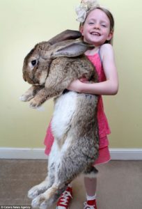 kelinci besar